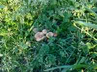 gambesecche?